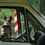 a dog looking out the window of a truck
