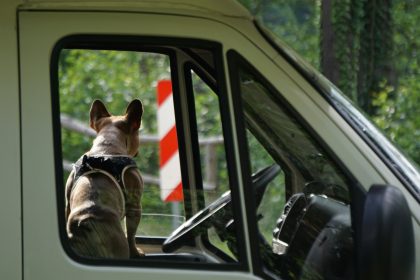 a dog looking out the window of a truck