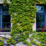 green vine plant on white concrete building