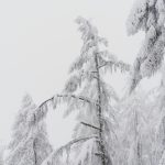 snow covered pine trees during daytime
