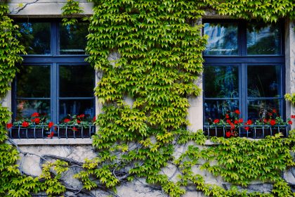 green vine plant on white concrete building