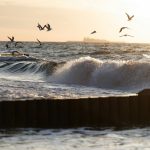 Seagulls fly over choppy ocean waves at sunset.